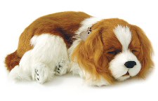 Perfect Petzzz Cavalier King Charles